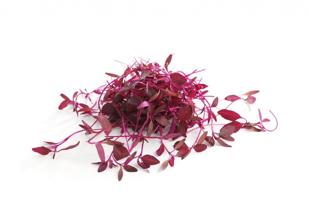 Red Amaranth Micro Cress